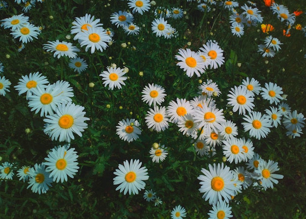 Camomilles d'été au fond du jardin du parc