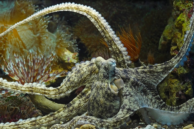 un camouflage de calmar derrière le corail