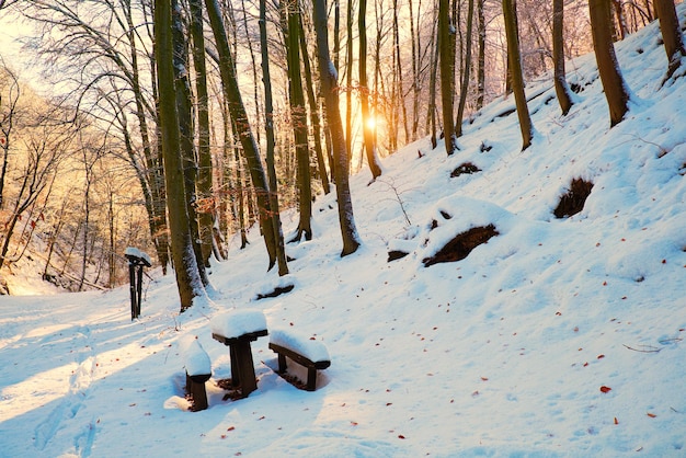 Camp d'hiver dans la forêt