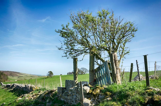 Campagne du Dorset