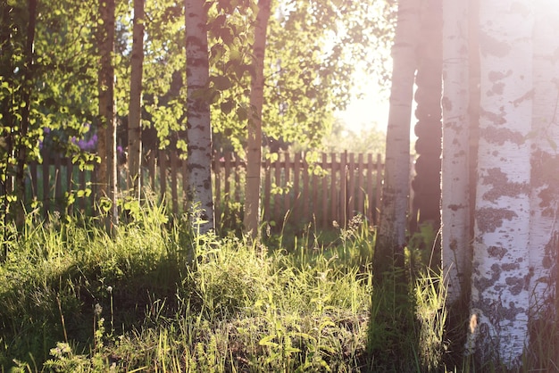 Campagne d'herbe au coucher du soleil