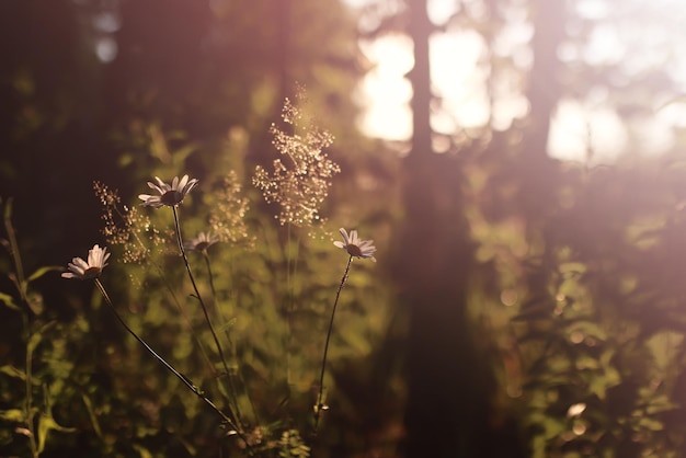 Campagne d'herbe au coucher du soleil