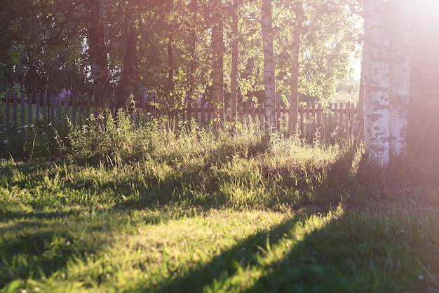 Campagne d'herbe au coucher du soleil