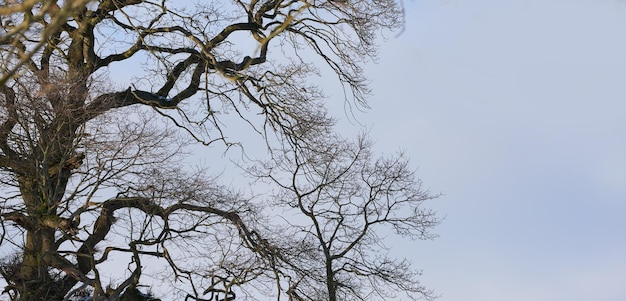 Campagne d'hiver au Danemark Paysage d'hiver par une journée ensoleillée avec un ciel bleu