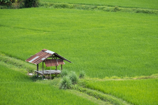 Photo campagne, hutte dans les rizières à nan thaïlande