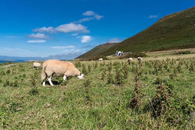 Campagne avec des moutons au pâturage