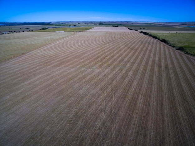 Campagne plantée avec la méthode de semis direct PampasArgentina