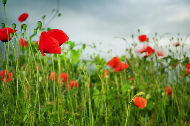 Photo une campagne pleine de fleurs de pavot