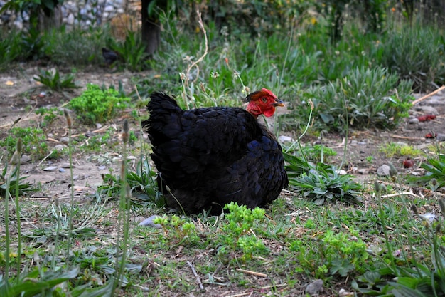 campagne de poulet noir