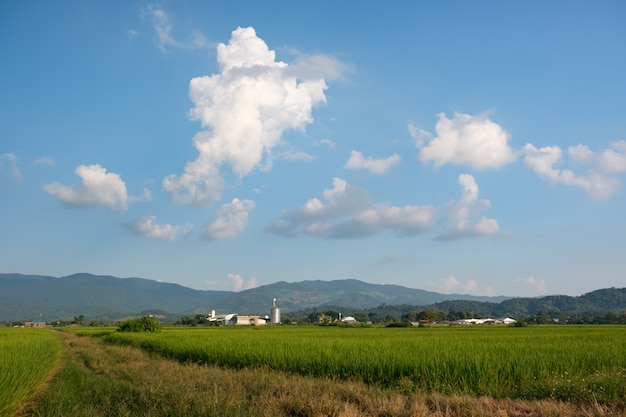 Campagne, rizières et nuages blancs flottant sur les montagnes