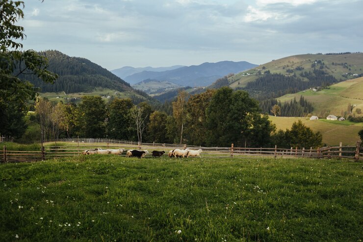 Photo campagne de style avec des moutons paissant dans la prairie sur un fond de montagnes.