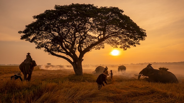 Campagne de Thaïlande; Éléphant silhouette sur fond de coucher de soleil, éléphant thaïlandais à Surin en Thaïlande.