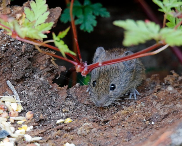 Photo campagnols à la recherche de nourriture sous les mangeoires à oiseaux