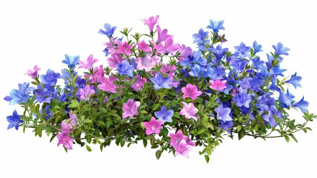 Photo campanula coupez des fleurs bleues et roses un lit de fleurs isolé sur un fond blanc bush pour la conception de jardins ou l'aménagement paysager