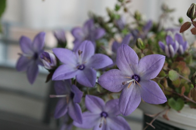 Campanula isophylla est une espèce de plante. Campanule italienne, étoile de Bethléem, étoiles filantes.