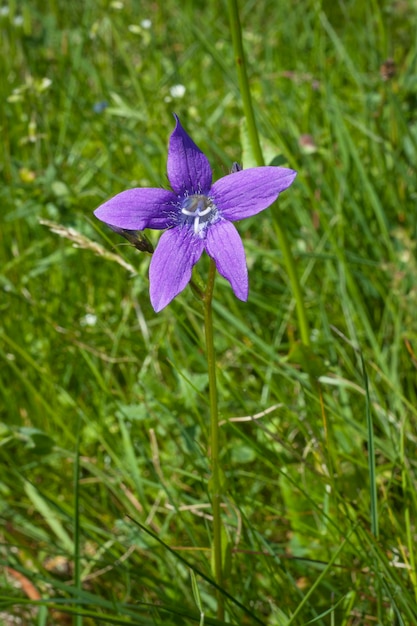 Campanula patula ou campanule sur prairie d'été.