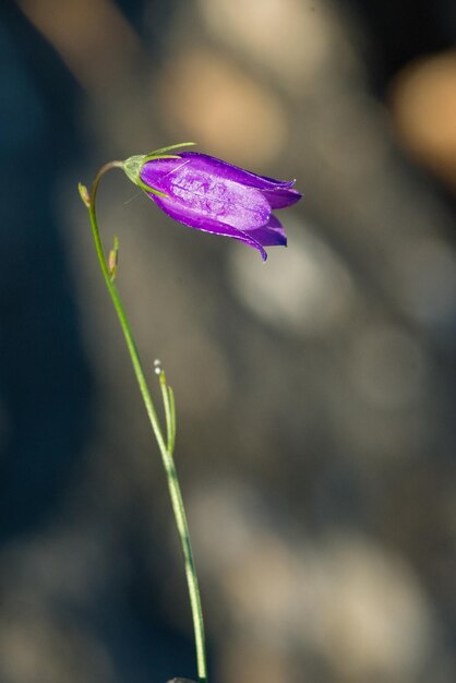 Campanula patula est une plante de la famille des Campanulacées.