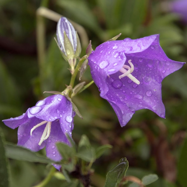 Campanula persicifolia L Campanulaceae dans le jardin botanique Patrie Europe de l'Est