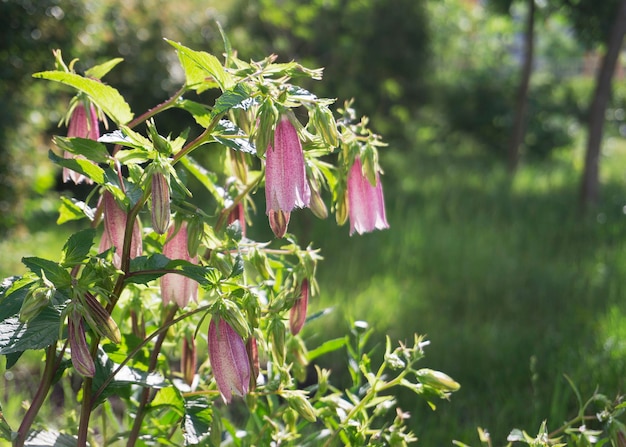 Campanule tachetée cloches de cerise Campanula punctata