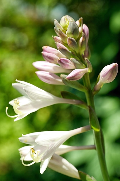 Campanules blanches