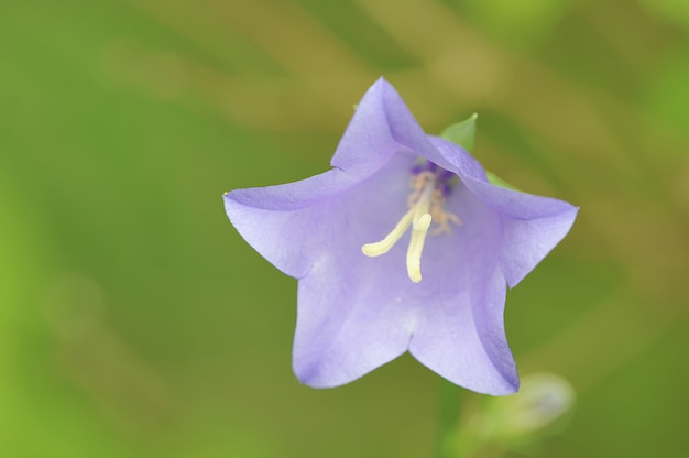 Les campanules Cloche fleur violette