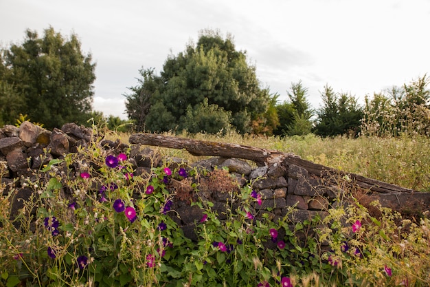 Campanules à côté du mur de pierres sèches