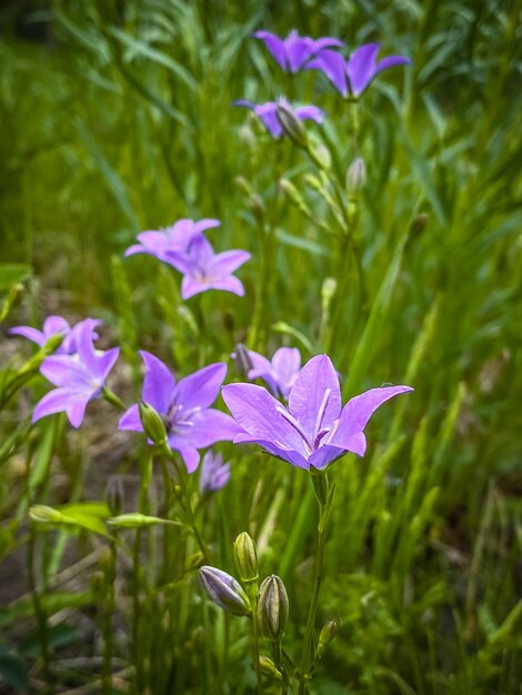 Des campanules sur un pré en été.