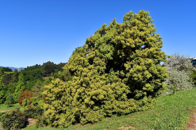 Un camphrier Cinnamomum camphora cultivé dans un parc