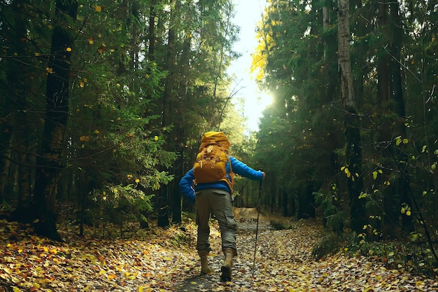 camping d'automne dans la forêt, un voyageur masculin se promène dans la forêt, paysage de feuilles jaunes en octobre.