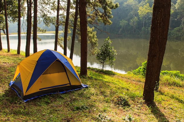 Camping dans les pins forestiers, plantations forestières de Pangung, province de Maehongson, nord de la Thaïlande