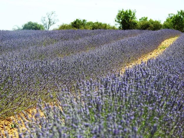 Campo de lavande castellano