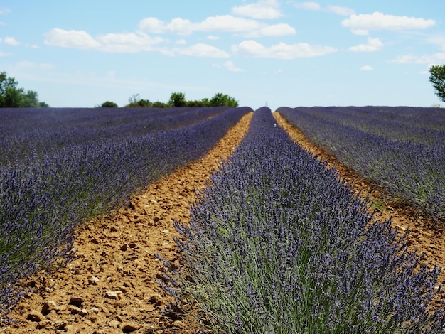 Campo de lavande castellano