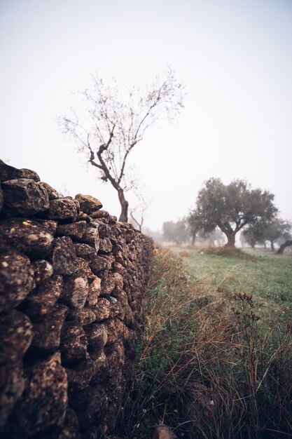 Photo campo en niebla avec l'arbre d'olive