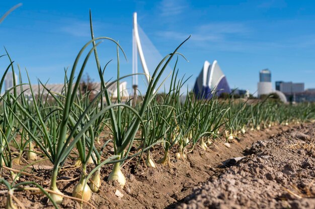 Photo campos de cebollas huerta sur de valence