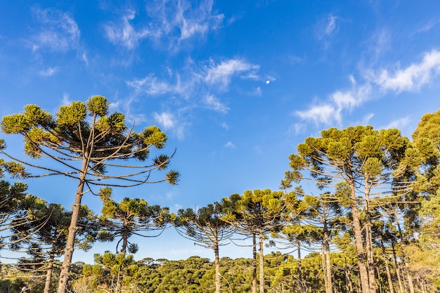 Campos do Jordao, Brésil. Arbre araucari, très typique de la ville