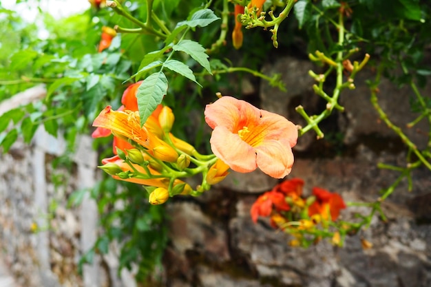 Campsis plante grimpante trompette ou vigne trompette un genre de plantes de la famille des Bignoniacées grimpantes vivaces à feuilles caduques vigoureuses accrochées par des racines aériennes et produisant des fleurs en forme de trompette orange