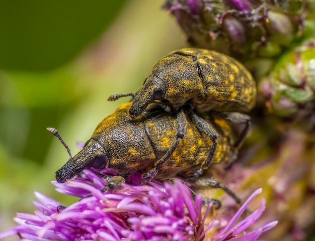 Canada Les chardons de thistle