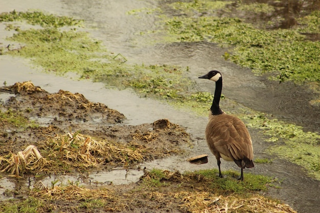 Canada Goose debout