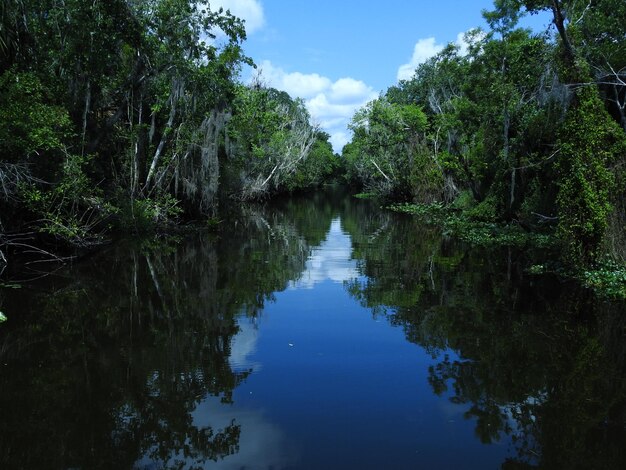 Photo canal au milieu des arbres dans la forêt contre le ciel