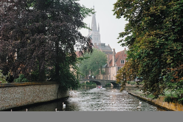 Canal de Bruges avec des cygnes blancs entre de vieux arbres avec l'église de notre-dame en arrière-plan brugge bel...