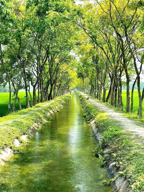 Un canal d'eau avec des arbres et de l'herbe