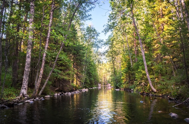 Un canal avec de l'eau dans la forêt du nord