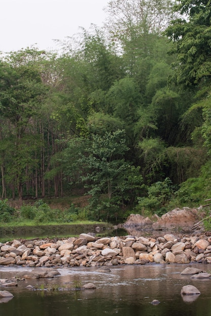 Canal en forêt à Huai Kha Khaeng Wildlife Sanctuary Thaïlande Patrimoine Mondial