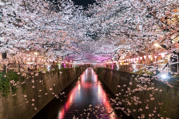 Un canal de Meguro bordé de fleurs de cerisier la nuit à Tokyo, au Japon.