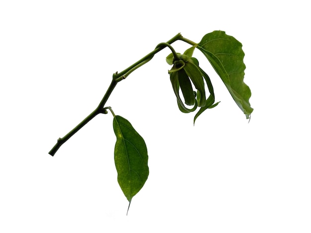 Cananga odorata ou feuille d'Ylangylang sur fond blanc