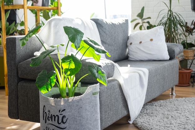 Un canapé moderne gris avec un plaid blanc dans un intérieur de style loft et une maison verte avec des plantes en pot