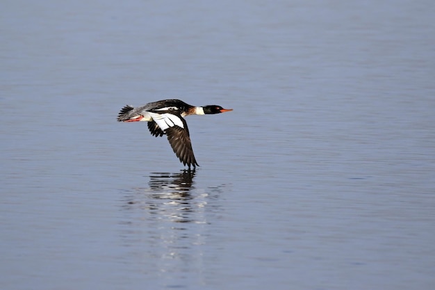 Un canard avec les ailes déployées volant au-dessus du lac.