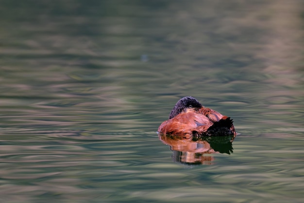 Canard andin Oxyura ferruginea