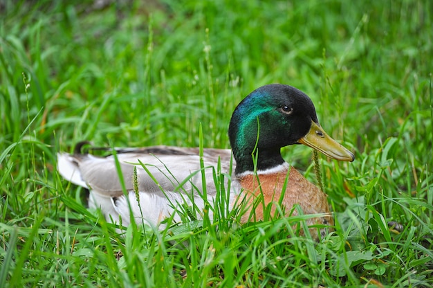 Canard assis dans l'herbe