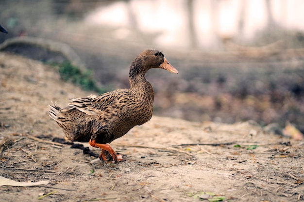 Un canard au bec orange